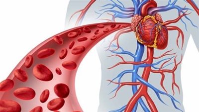 الأوعية الدموية.. تعرف على تركيبها ودورها في الجسم