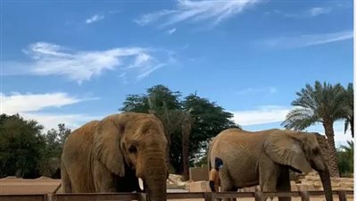 ما هو سعر تذاكر حديقة الحيوان في السعودية؟