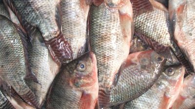  أسعار السمك والجمبري اليوم الأربعاء 13 ديسمبر 2023