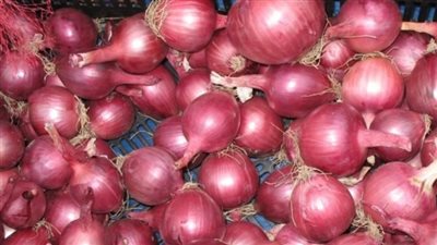 أضرار البصل على الشعر.. احترس من أجل سلامة عينيك 