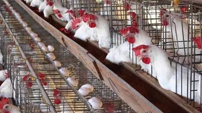 أسعار الفراخ والبيض اليوم السبت 23_12_2023