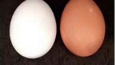 ما أفضل انواع البيض للاكل؟.. البلدي أو الاحمر أم الأبيض؟