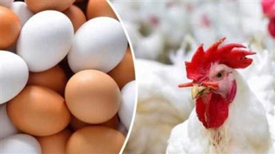  أسعار الدواجن والبيض داخل البورصة الرئيسية والمزارع اليوم الأربعاء 3 يناير 2024
