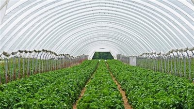 أسباب اهتمام الدولة المصرية بالمشروع القومي للصوب الزراعية والمشروع القومي للصوامع (فيديو)