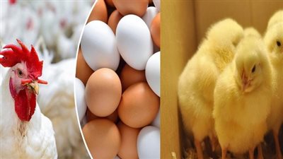 أسعار الدواجن وكراتين البيض اليوم الاثنين 8 يناير 2024 في الأسواق