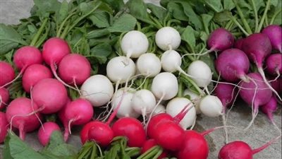 فوائد زيت الفجل.. يمنع تكون الحصى في الكلى والمرارة