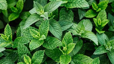 النعناع المغلي ضار أم نافع؟.. تعرف على فوائدة الكثيرة