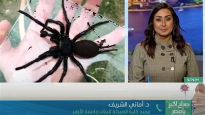 كيف ينقذ أخطر العناكب حياة البشر؟ (فيديو)