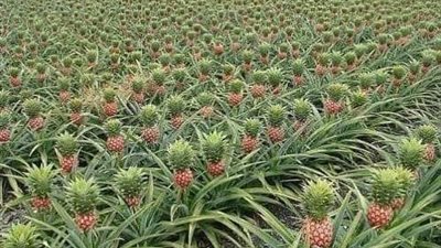 فوائد الأناناس لخصوبة الرجال.. تحارب أضرار الجهاز التناسلي