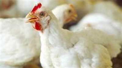 أسعار الدواجن والبيض اليوم الخميس 8_ 2_ 2024