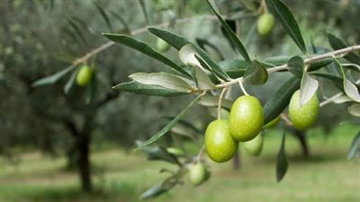 ما فوائد الزيتون؟.. المحافظة على صحة القلب والشرايين 