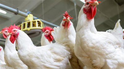 أسعار الفراخ والبيض اليوم 10_ 2_ 2024 