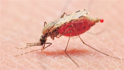  أعراض وأسباب حمى الضنك