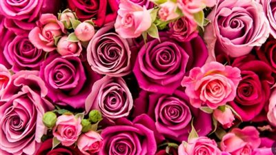 Valentine's Day.. عبارات تهنئة بمناسبة عيد الحب 2024