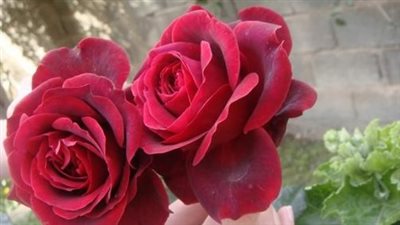 وسط انتعاش كبير في مبيعاتها.. أسعار الورد الأحمر في عيد الحب بالسعودية 