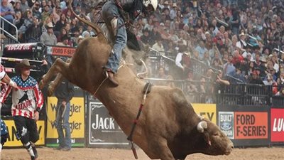 منها ركوب الثيران.. رياضة تتميز بخطورتها العالية.. ومخاطر قد تسبب الموت