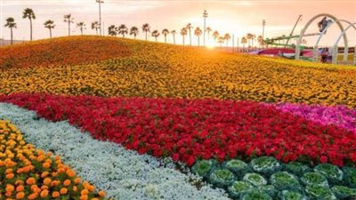  أرقام قياسية عالمية.. إنجازات تميز مهرجان الزهور بينبع