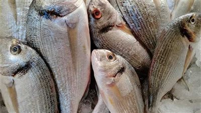 سعر السمك البلطي اليوم الأحد 18_2_ 2024