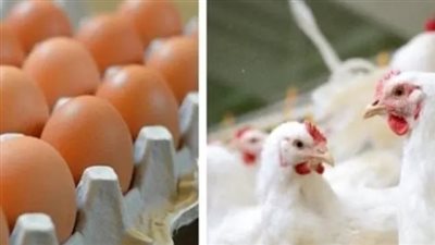 أسعار الفراخ اليوم الإثنين 19_2_2024