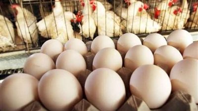  أسعار الدواجن والبيض اليوم الثلاثاء 20 فبراير 2024.. وأسباب الارتفاع في الأسواق