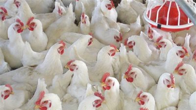 أسعار الدواجن في مصر اليوم 21-2-2024 