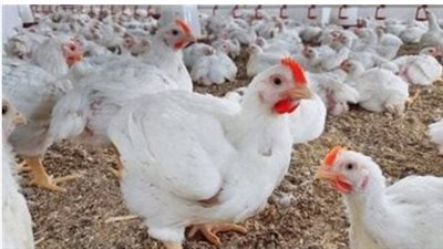 أسعار الدواجن والكتاكيت والبيض اليوم السبت 24_2_ 2024