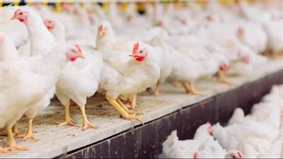 قبل رمضان 2024.. سعر الفراخ اليوم الأحد 25_2_ 2024 في مصر 