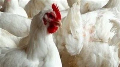  أسعار الفراخ البيضاء اليوم الإثنين 26 فبراير 2024