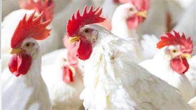 أسعار الدواجن الحمراء والبلدي اليوم الأربعاء 28_2_2024