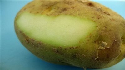 اللون الأخضر بالبطاطس هل هو سام؟.. تحذيرات من تناولها 