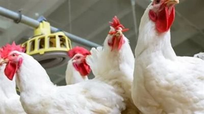  سعر الدواجن اليوم الأربعاء 28-2-2024