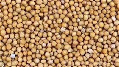 فوائد الخردل.. يخلص الجسم من السموم