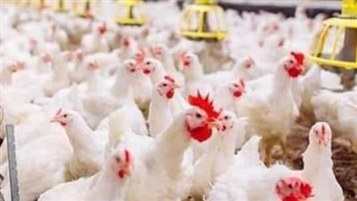  أسعار الدواجن اليوم الخميس 29_2_2024 في الأسواق والمحال التجارية