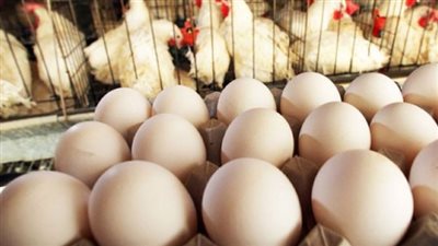  أسعار الدواجن اليوم الثلاثاء 5 مارس 2024