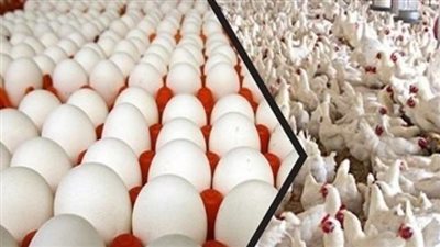 أسعار الدواجن والبيض اليوم 6 مارس 2024 في مصر بالمزارع والأسواق
