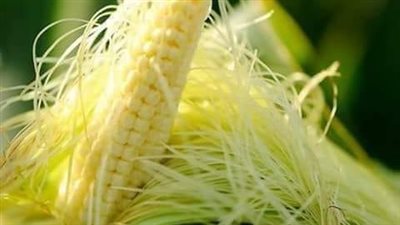 فوائد مغلي شعر الذرة في خفض ضغط الدم المرتفع