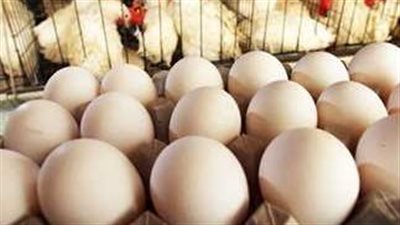 أسعار الدواجن والبيض اليوم الثلاثاء 12 مارس 2024