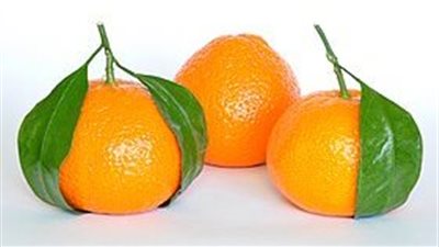 وزير الزراعة يعلن فتح أسواق  السلفادور أمام اليوسفي المصري