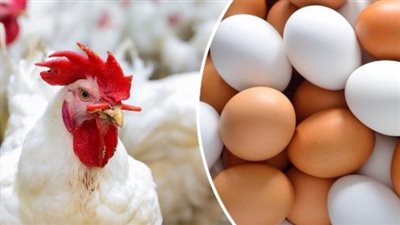 أسعار الدواجن والبيض اليوم الأحد 17 مارس 2024