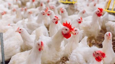 أسعار الدواجن البيضاء اليوم الثلاثاء 19 مارس 2024