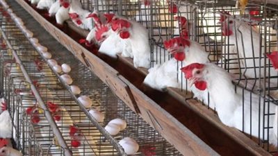  بعد التخفيض.. أسعار الدواجن فى معرض أهلا رمضان بالعمرانية