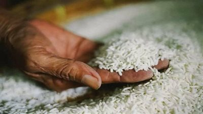  سعر الأرز اليوم الأربعاء 20 مارس 2024