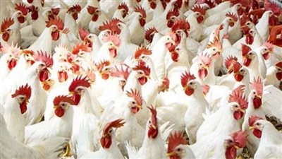 أسعار الدواجن البيضاء اليوم الخميس 21 مارس 2024