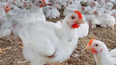  أسعار الدواجن في الأسواق اليوم السبت 23 مارس 2024