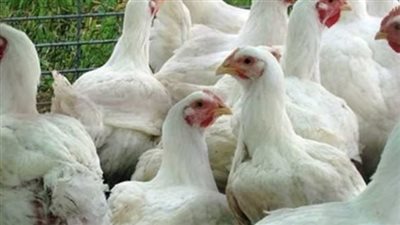  أسعار الدواجن اليوم الأربعاء 27-3-2024