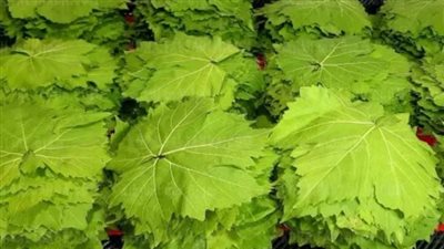 أسعار الخضراوات اليوم الإثنين 1 أبريل 2024.. ورق العنب البناتي بين 10 و35 جنيهًا