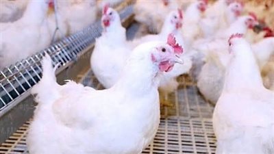  أسعار الكتاكيت والدواجن اليوم الثلاثاء 2-4-2024