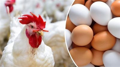  أسعار الفراخ والبيض خلال تعاملات اليوم الأحد 7 أبريل 2024