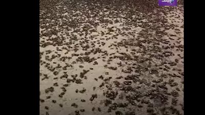  آلاف الخنافس في الشوارع.. فيديو يثير الجدل على مواقع التواصل الاجتماعي.. ما قصته؟