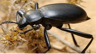 بعدما تصدرت حديث التريند.. كيف تشكل خنافس ساعة الموت خطرًا على المباني القديمة؟